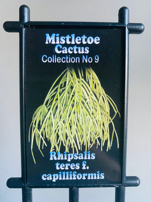 Rhipsalis teres f. capilliformis - Mistletoe Cactus Collection No. 9