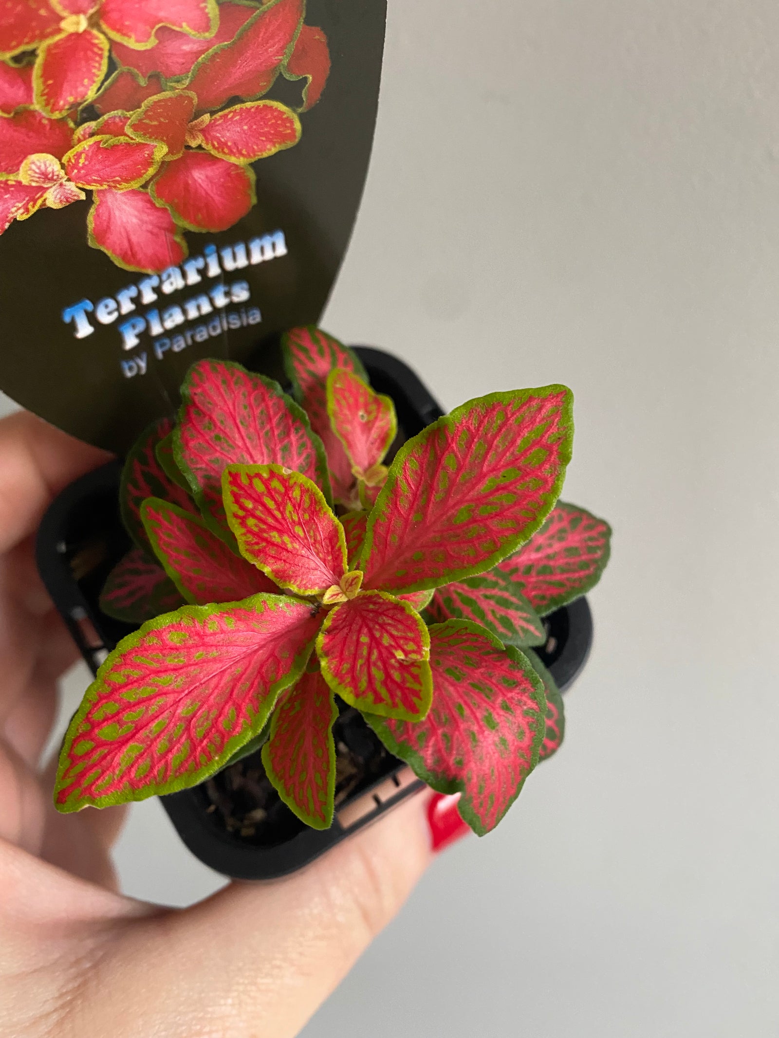 Fittonia - Paradisian Inferno
