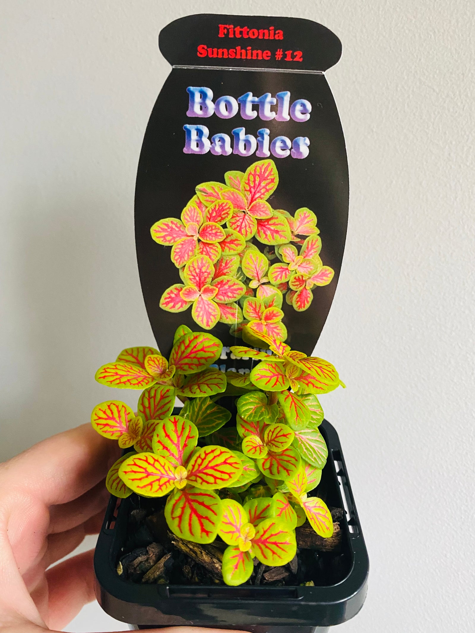 Fittonia - Sunshine # 12