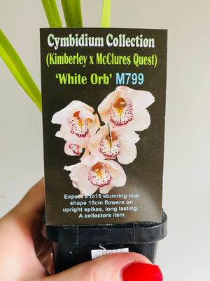Cymbidium Collection (Kimberley x McClures Quest) 'White Orb'
