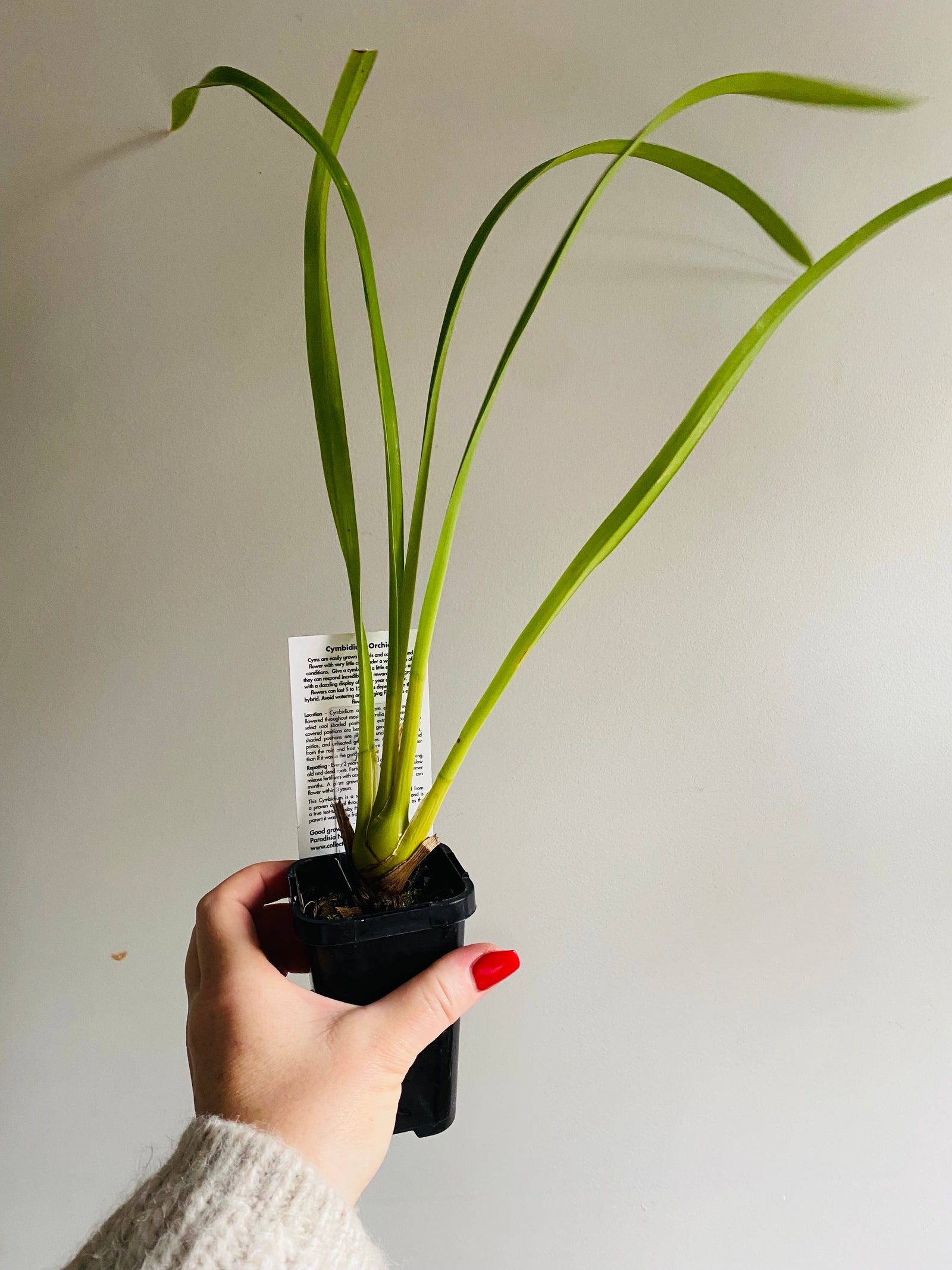 Cymbidium Collection (Kimberley x McClures Quest) 'White Orb'