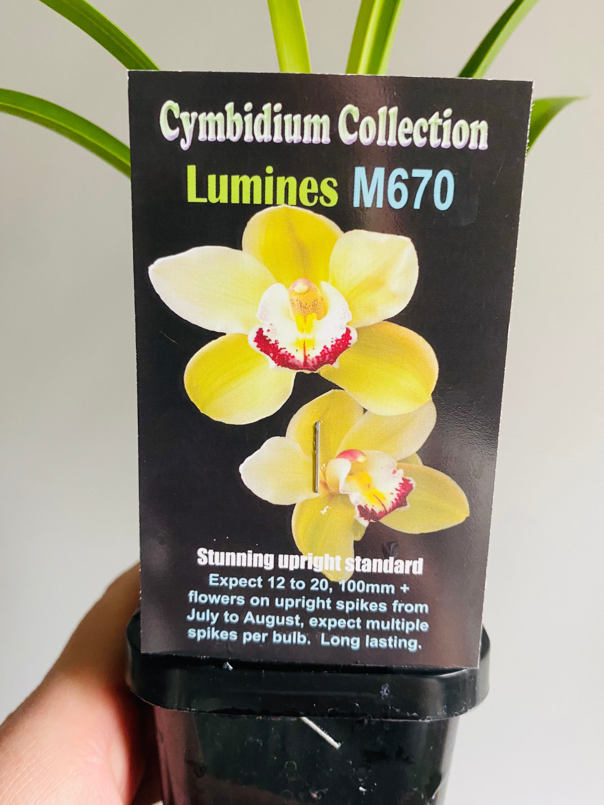 Cymbidium Collection - Lumines