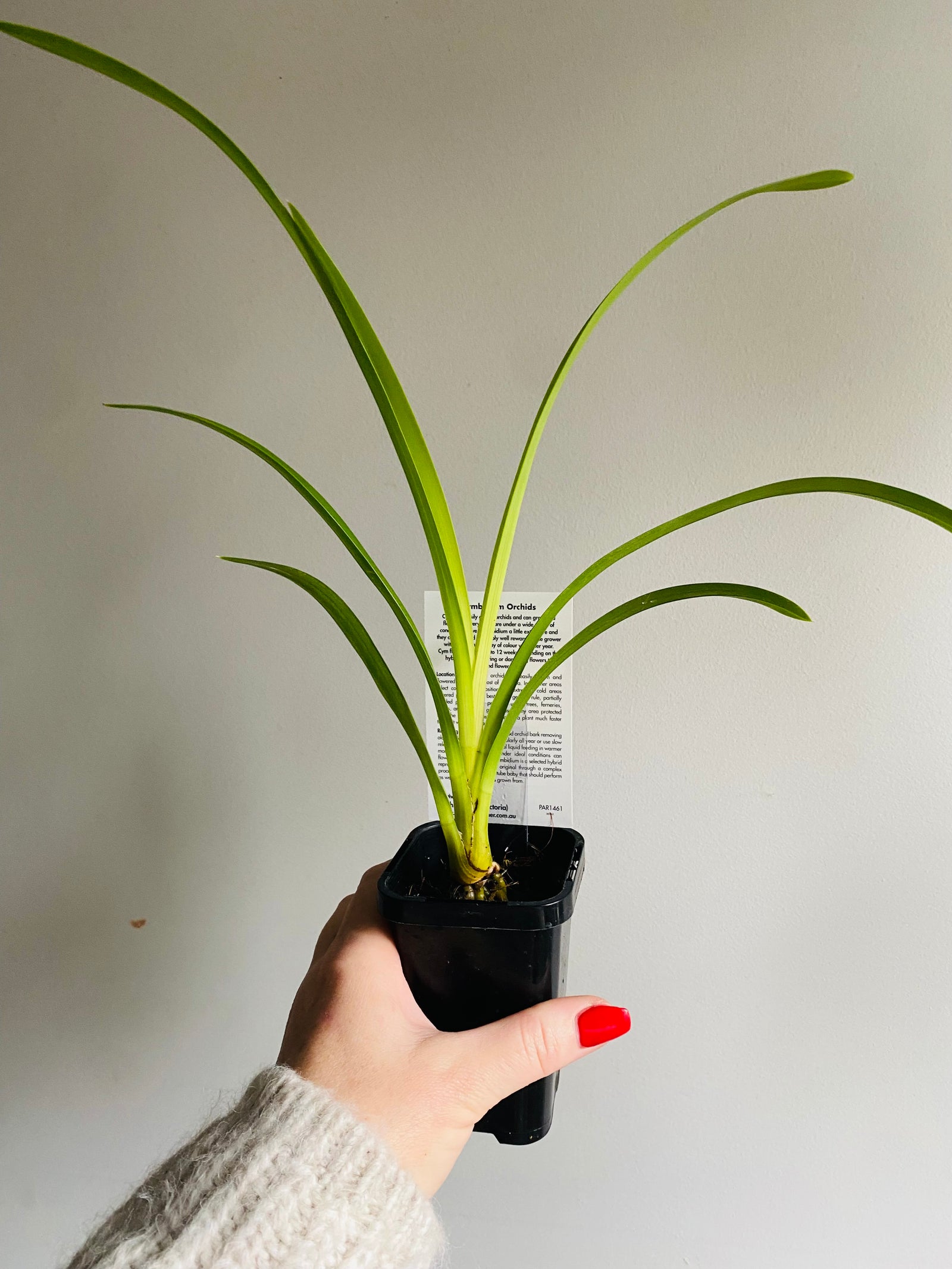 Cymbidium Collection - Lumines