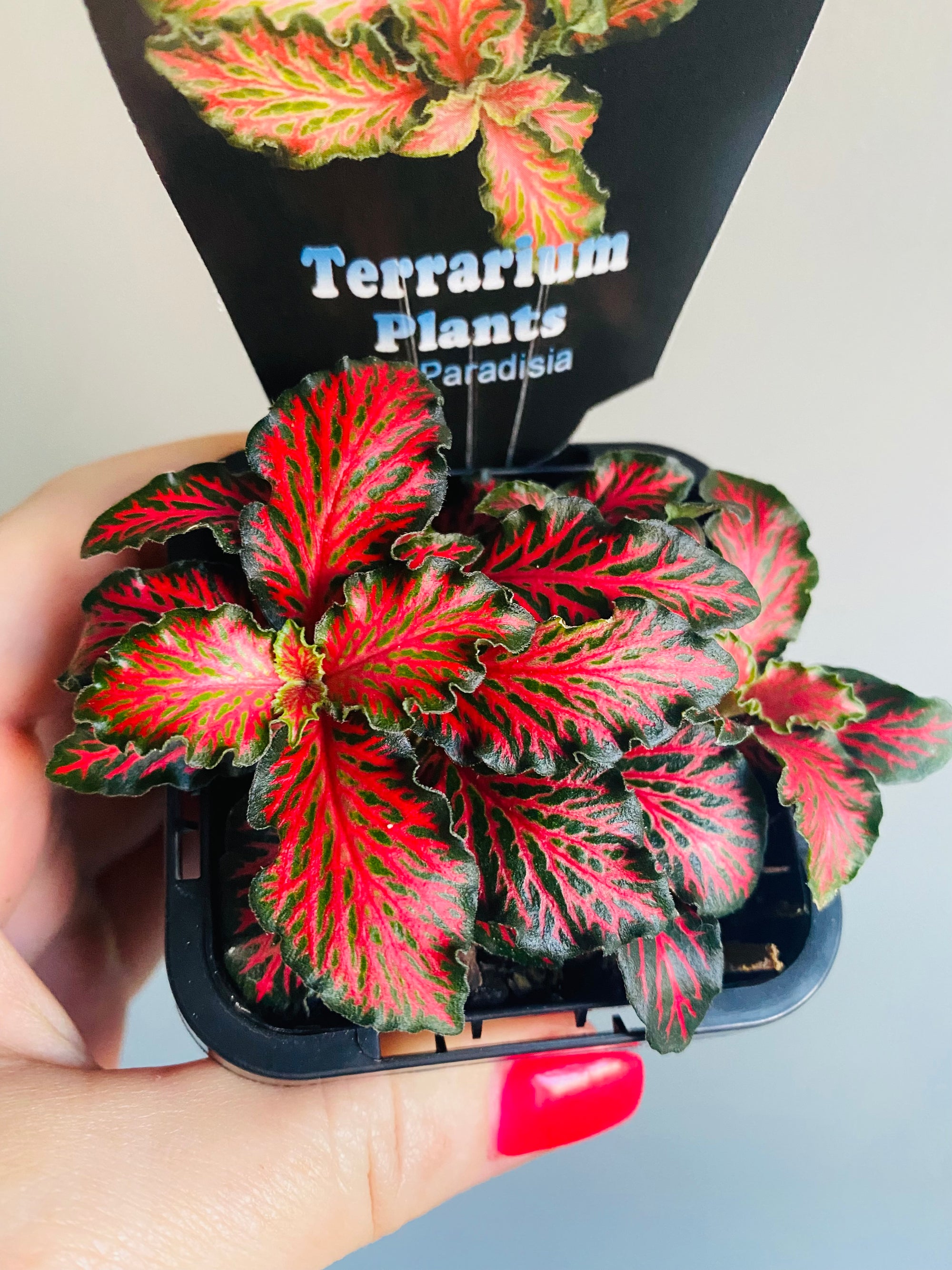 Fittonia - Red Tabby