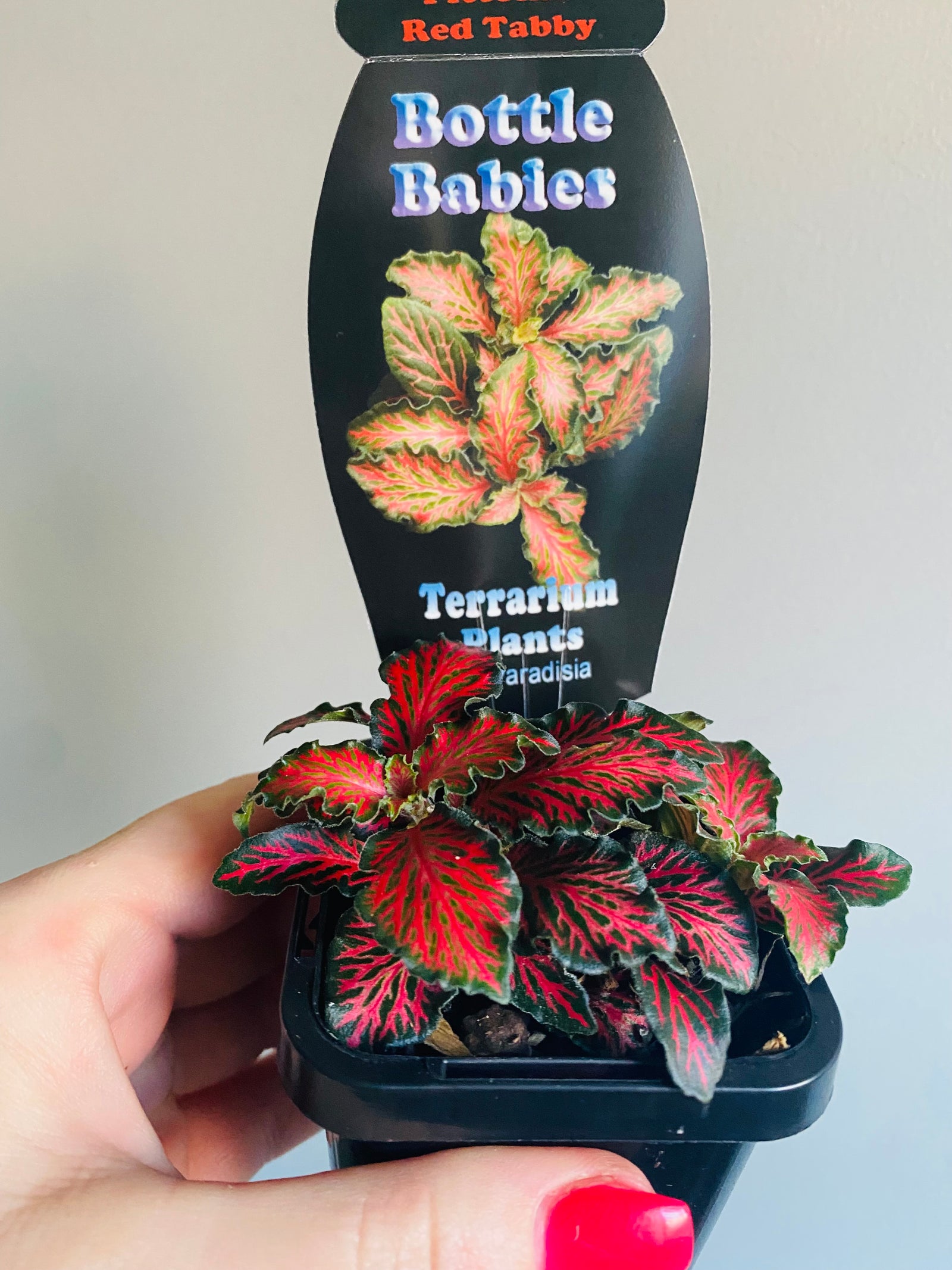 Fittonia - Red Tabby