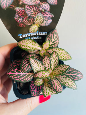 Fittonia - Pink Lightning