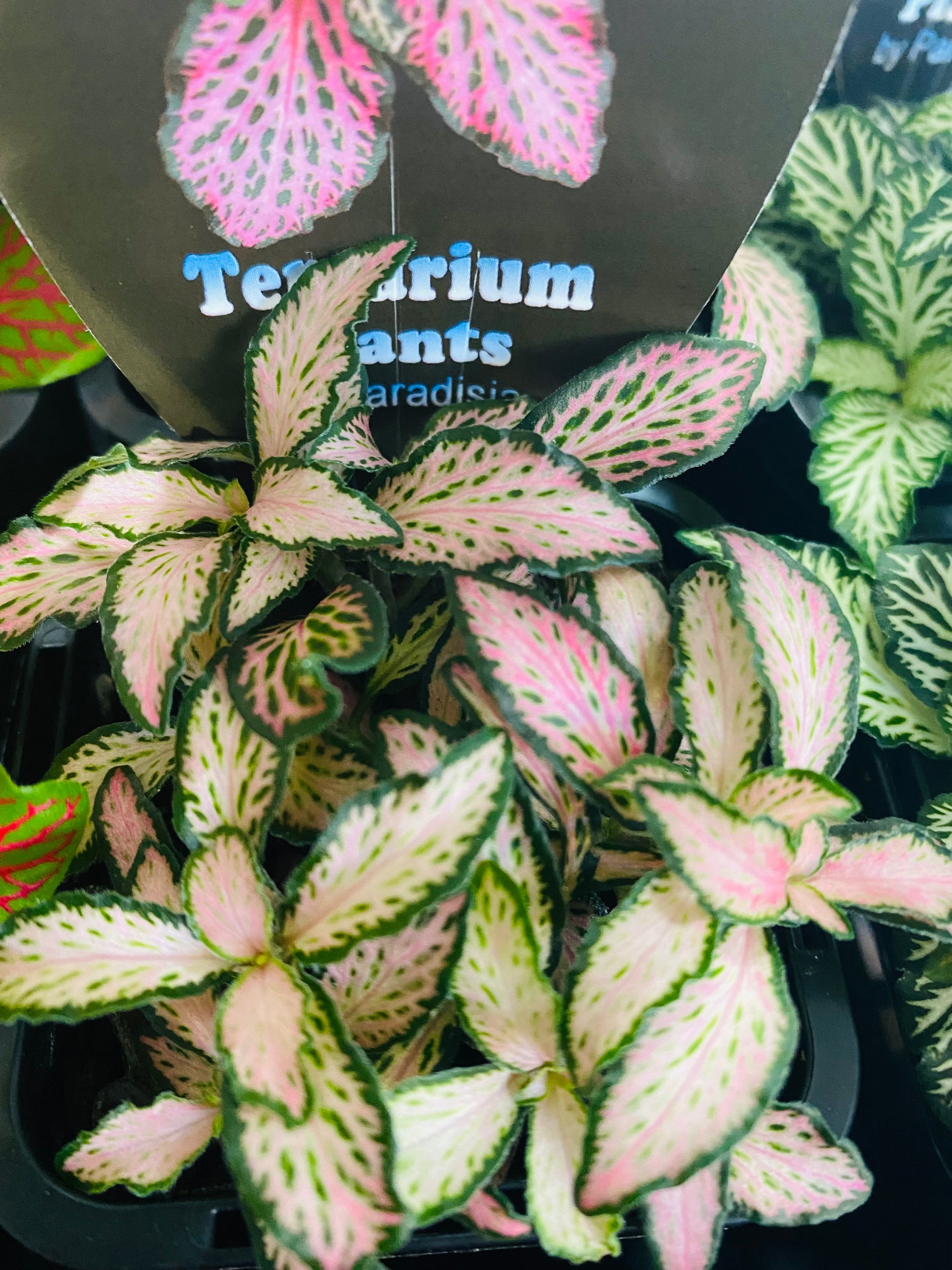 Fittonia - Pink Star
