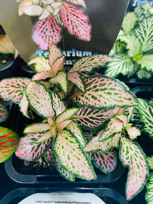 Fittonia - Pink Star