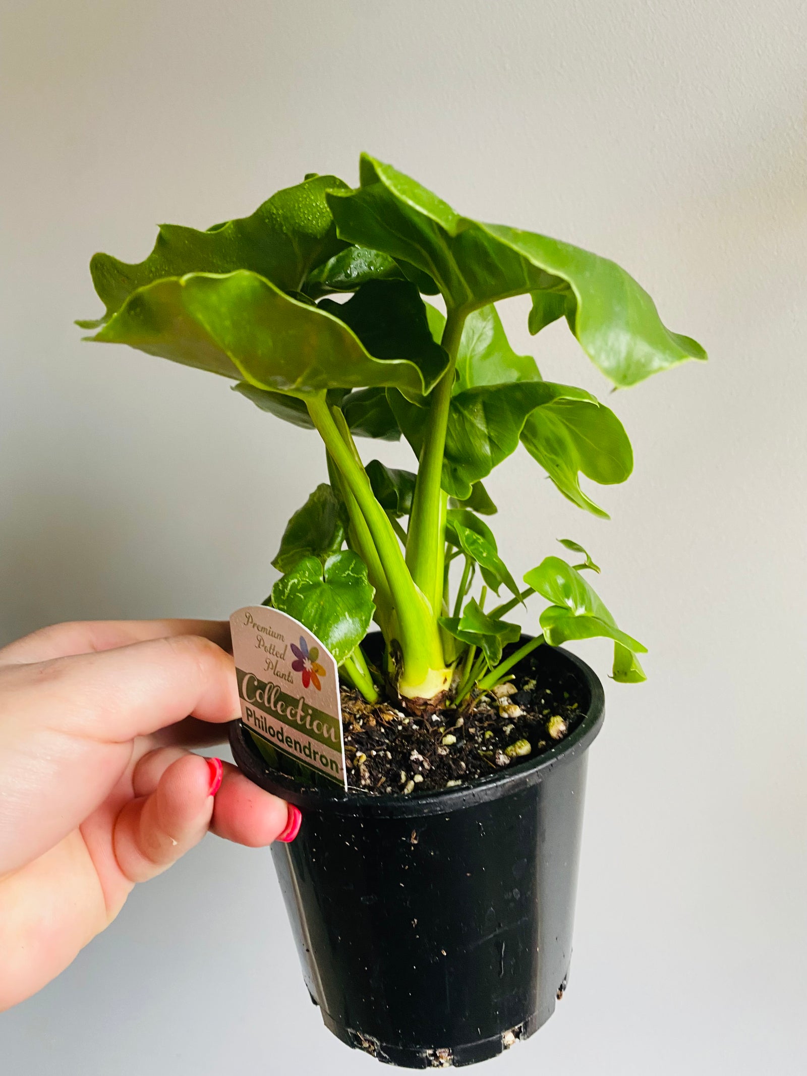 Philodendron - Super Atom