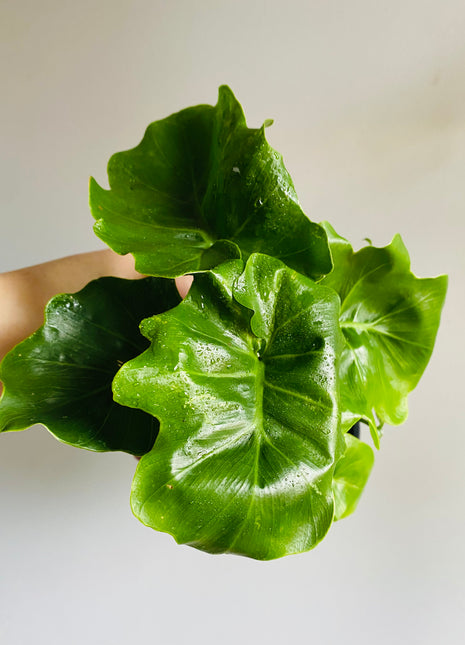 Philodendron - Super Atom