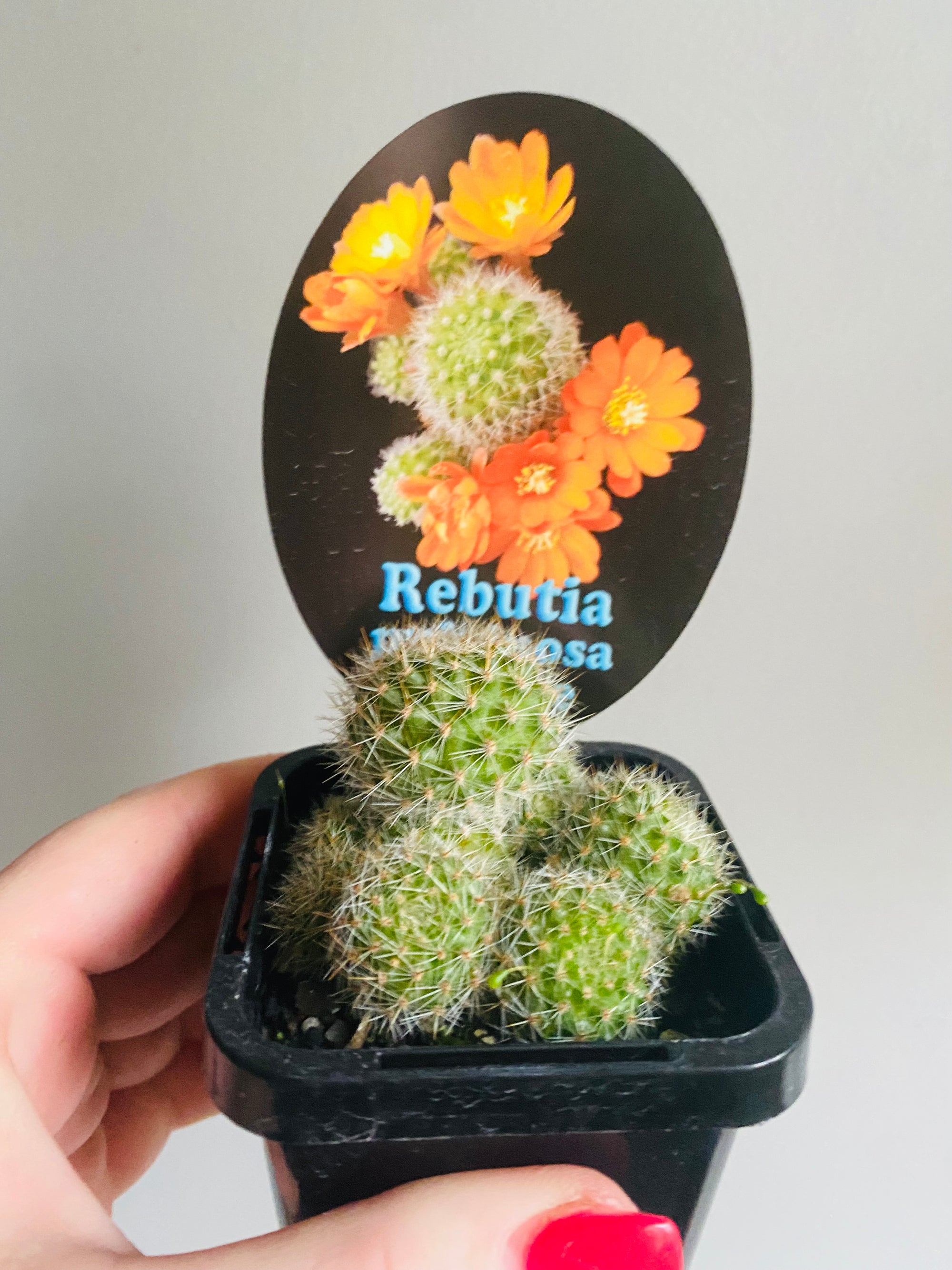 Rebutia pulvinosa (Orange Form)