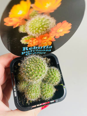 Rebutia pulvinosa (Orange Form)