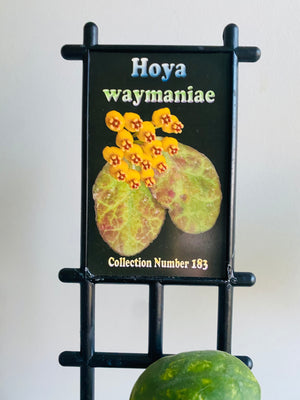 Hoya - Waymaniae Collection No. 183