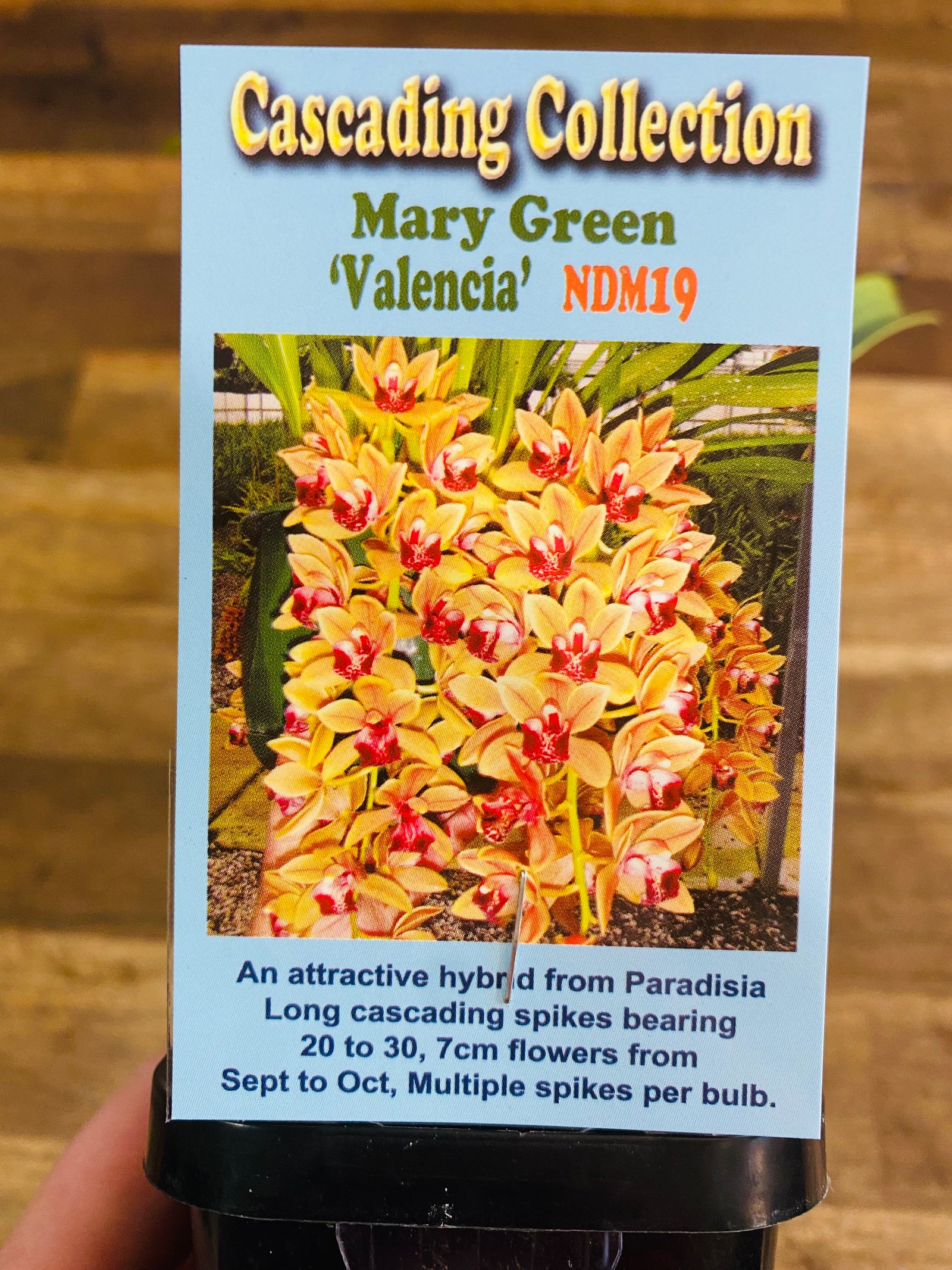 Cascading Collection - Mary Green 'Valencia'