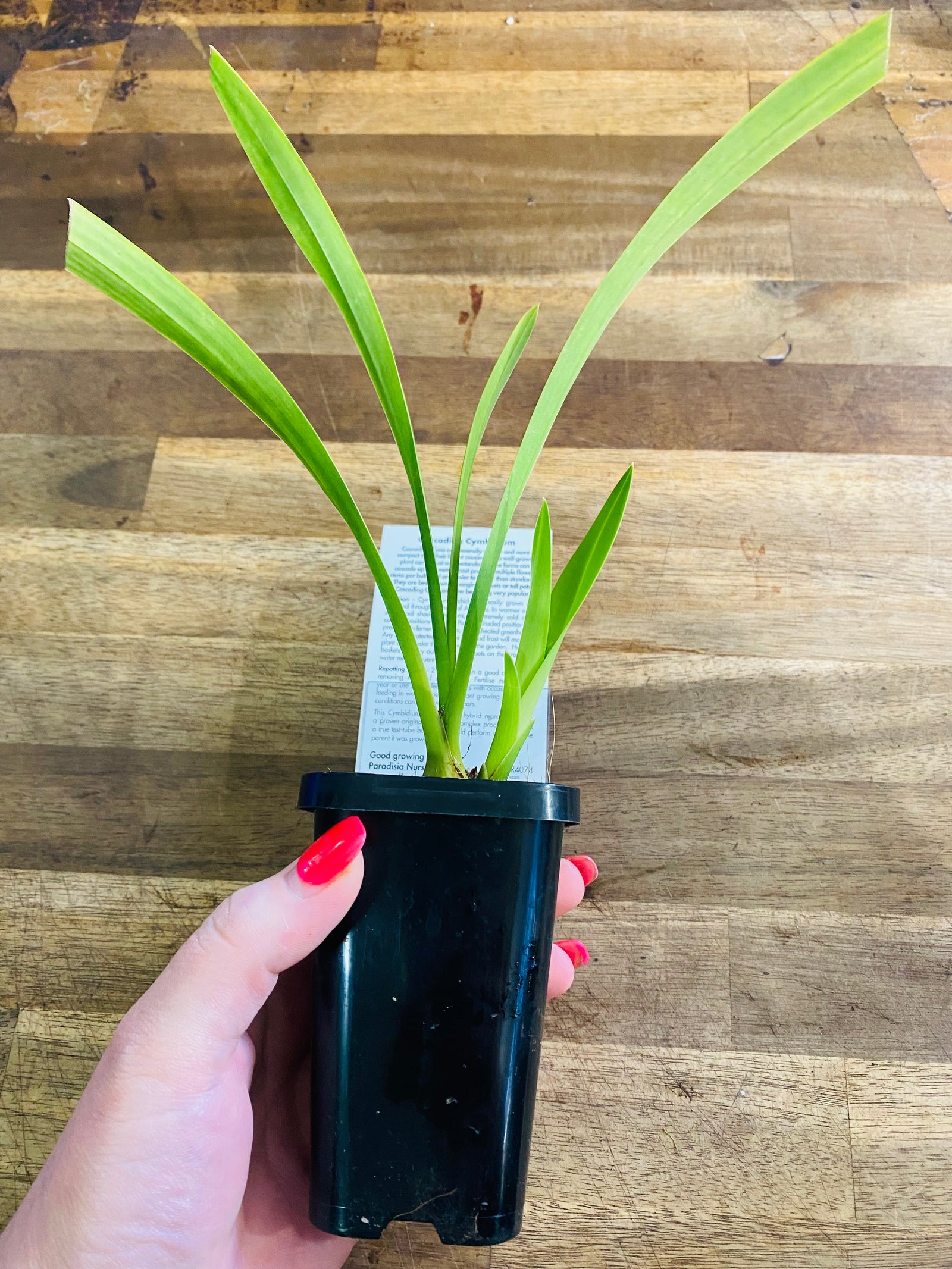 Cascading Collection - Mary Green 'Valencia'