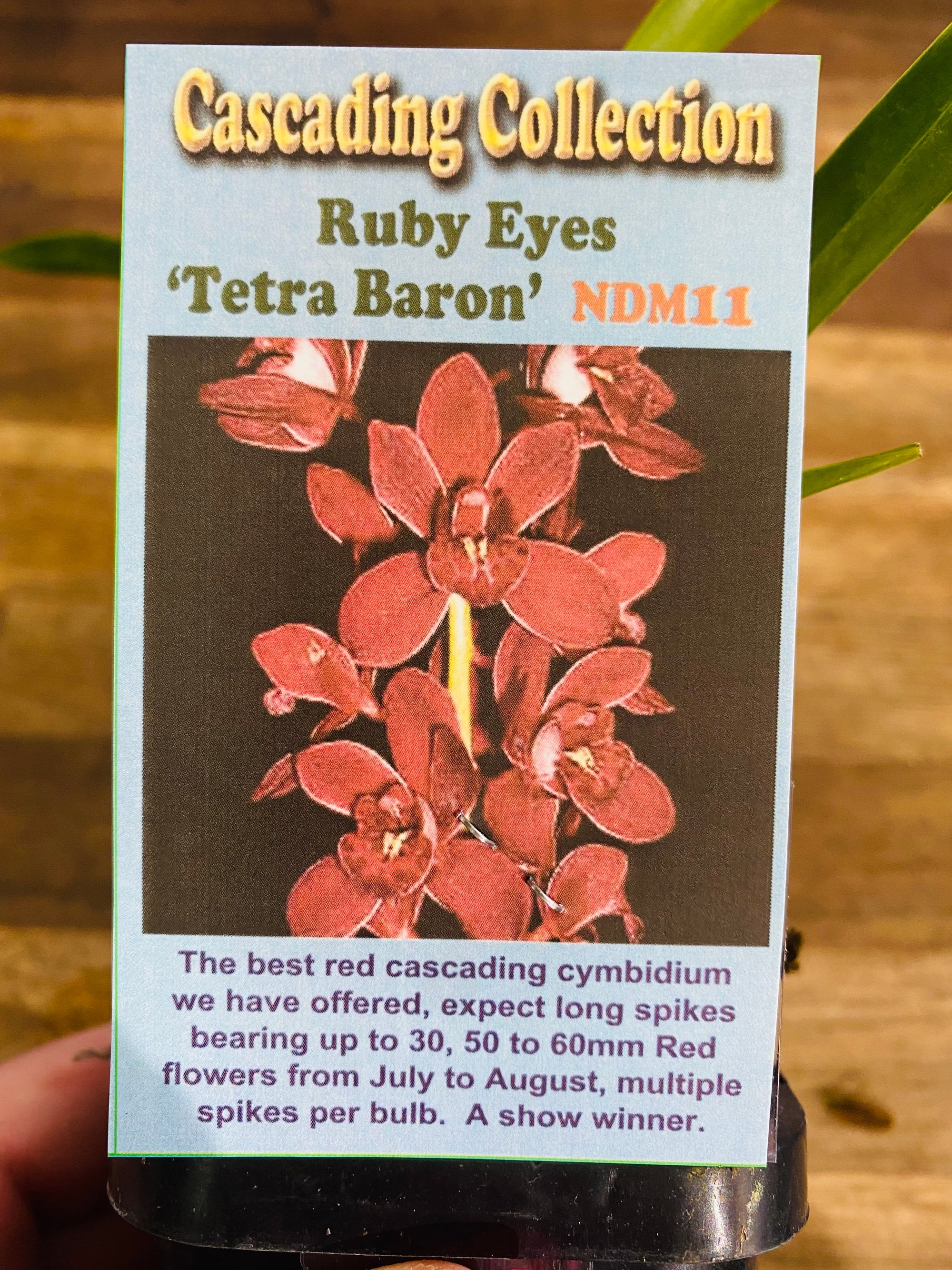 Cascading Collection - Ruby Eyes 'Tetra Baron'