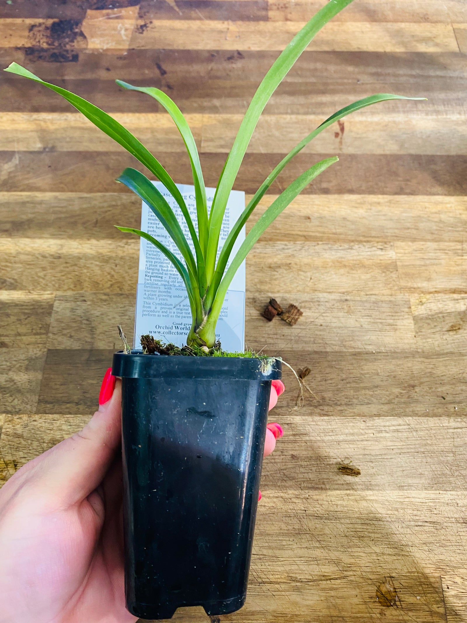 Cascading Collection - Ruby Eyes 'Tetra Baron'