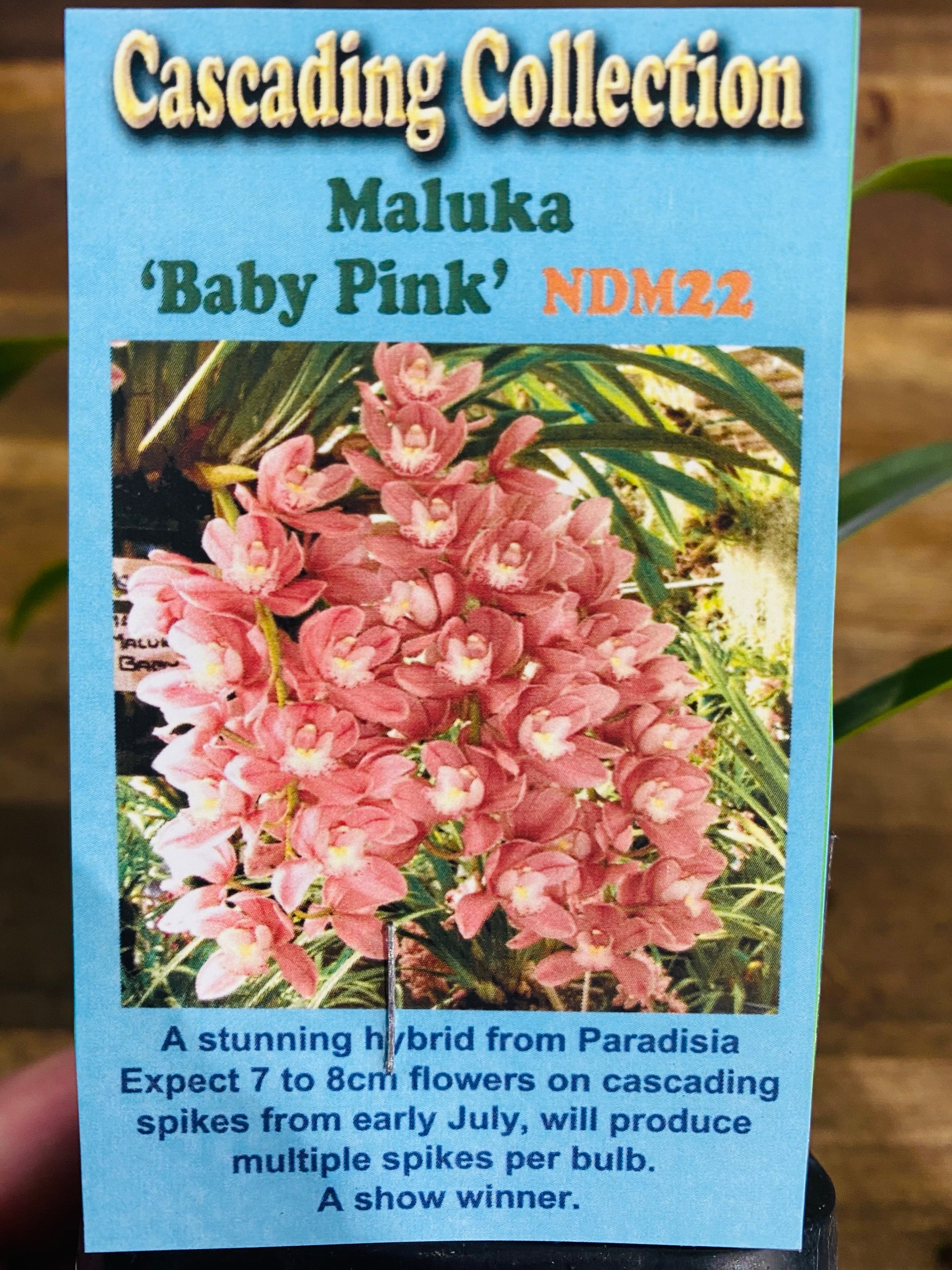 Cascading Collection - Maluka 'Baby Pink'
