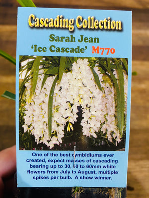 Cascading Collection - Sarah Jean ‘Ice Cascade'