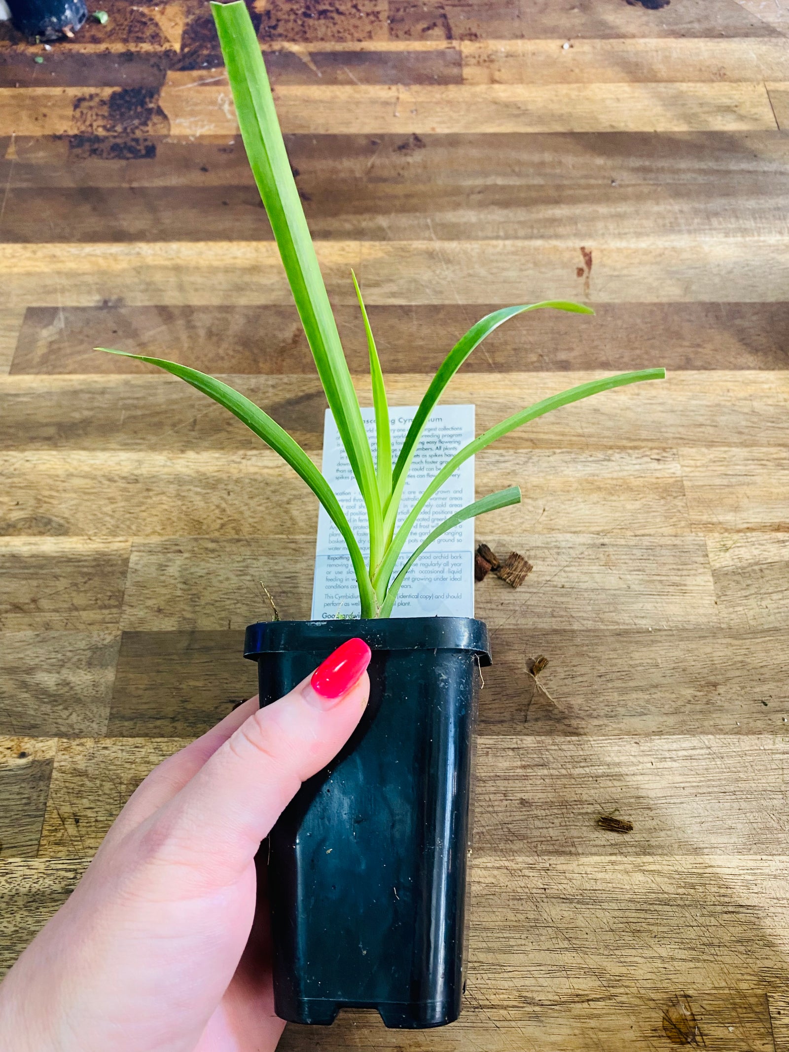 Cascading Collection - Sarah Jean ‘Ice Cascade'