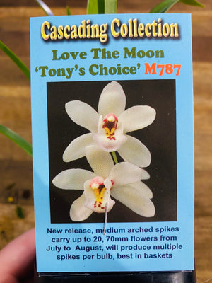 Cascading Collection - Love the Moon 'Tony's Choice'