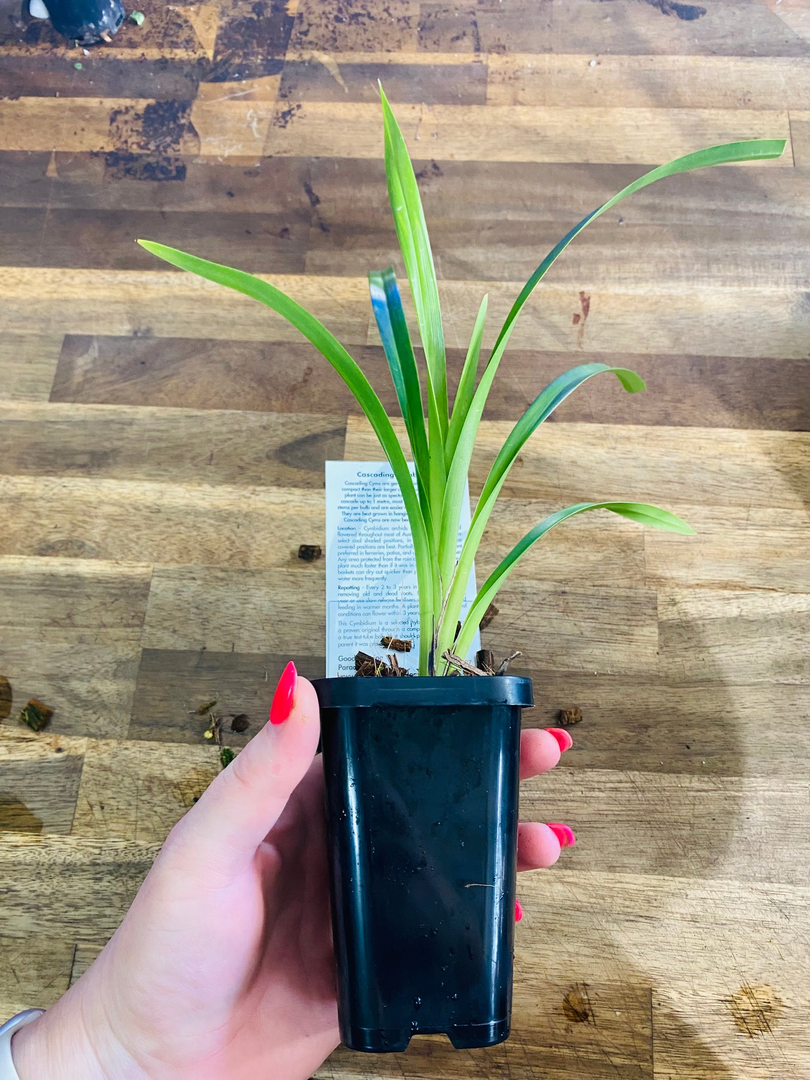 Cascading Collection - Love the Moon 'Tony's Choice'