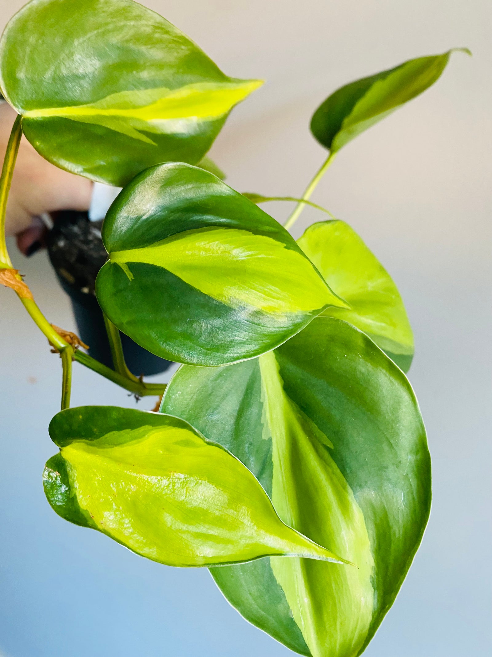 Philodendron hederaceum 'Brasil'