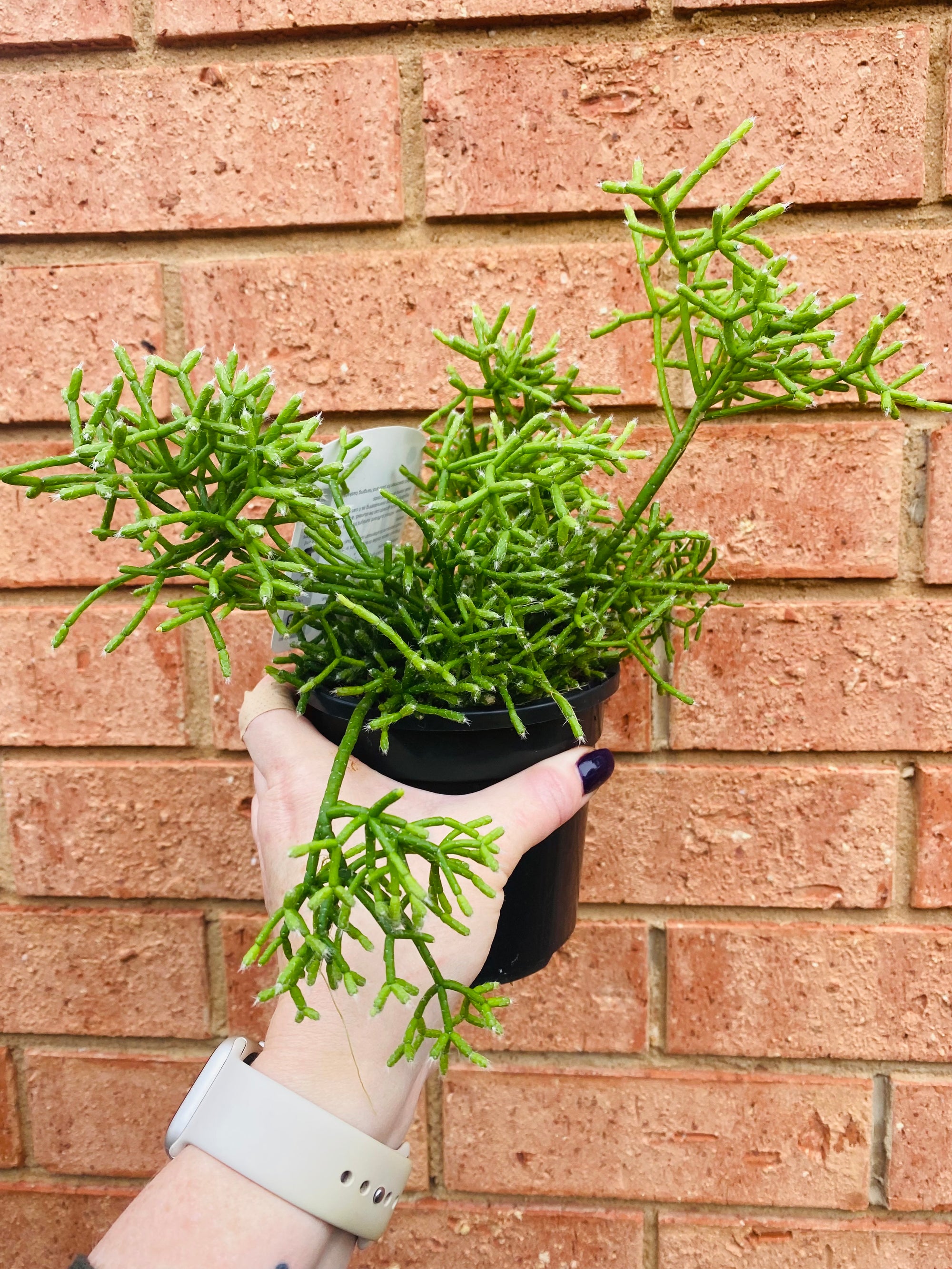 Rhipsalis Cereuscula Coral Cactus - Mistletoe Cactus Collection No. 30