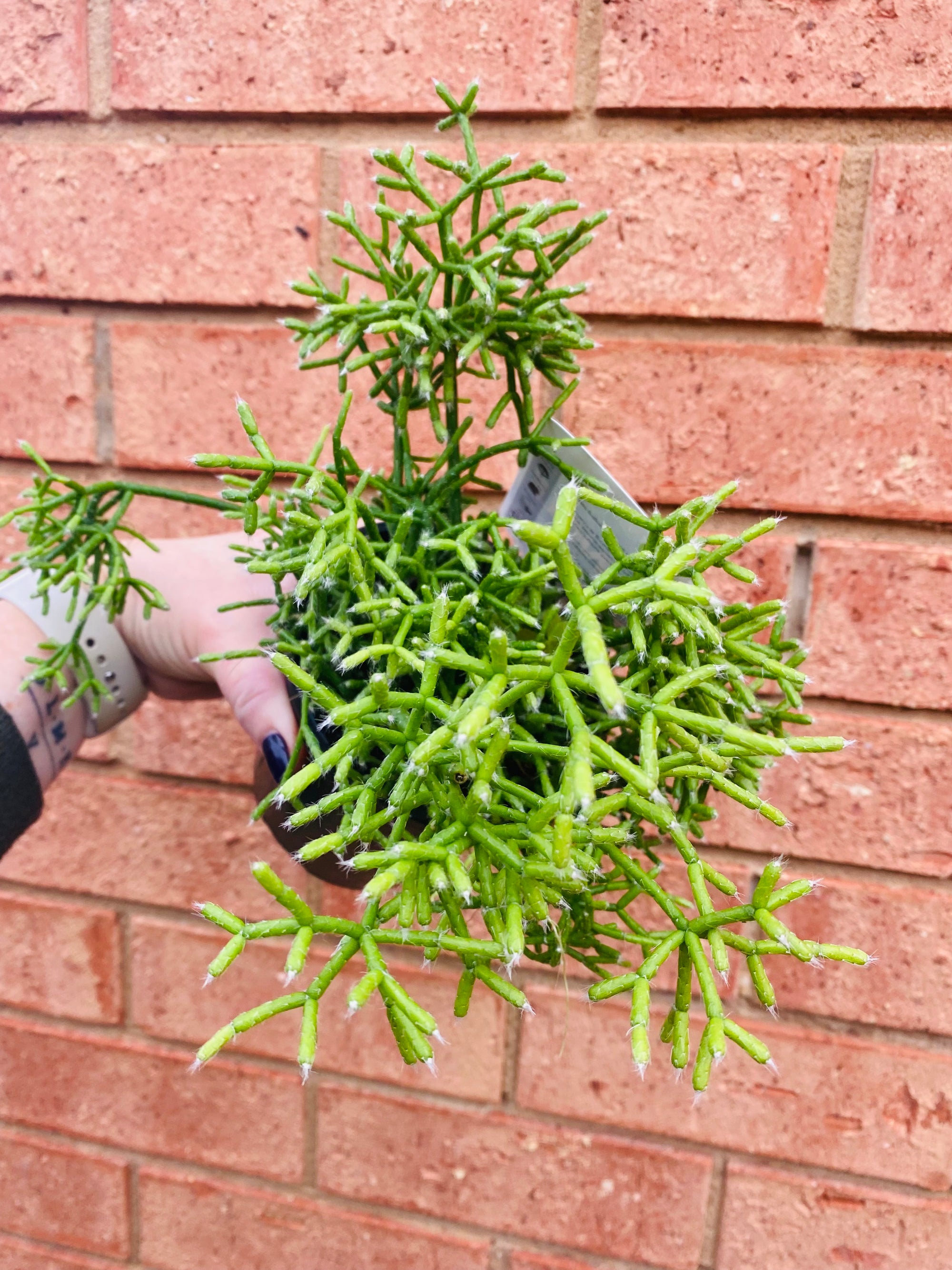 Rhipsalis Cereuscula Coral Cactus - Mistletoe Cactus Collection No. 30