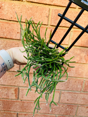 Rhipsalis Ormindoi - Mistletoe Cactus Collection No. 43