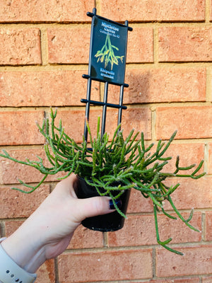 Rhipsalis Ormindoi - Mistletoe Cactus Collection No. 43