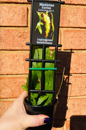 Rhipsalis Lepismium houlletiana - Mistletoe Cactus Collection No. 08