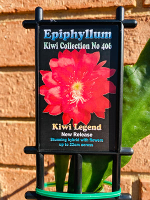 Epiphyllum 'The Orchid Cactus' - Kiwi Legend - Kiwi Collection No. 406
