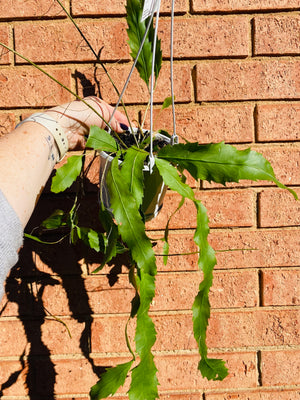 Rhipsalis Lepismium houlletiana - Mistletoe Cactus Collection No. 08