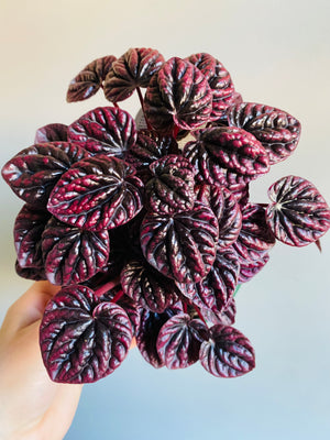 Peperomia caperata - Schumi Red