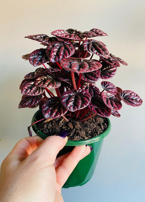 Peperomia caperata - Schumi Red