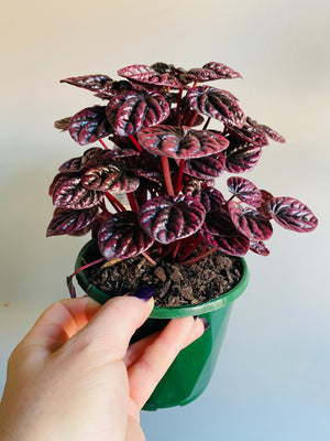 Peperomia caperata - Schumi Red