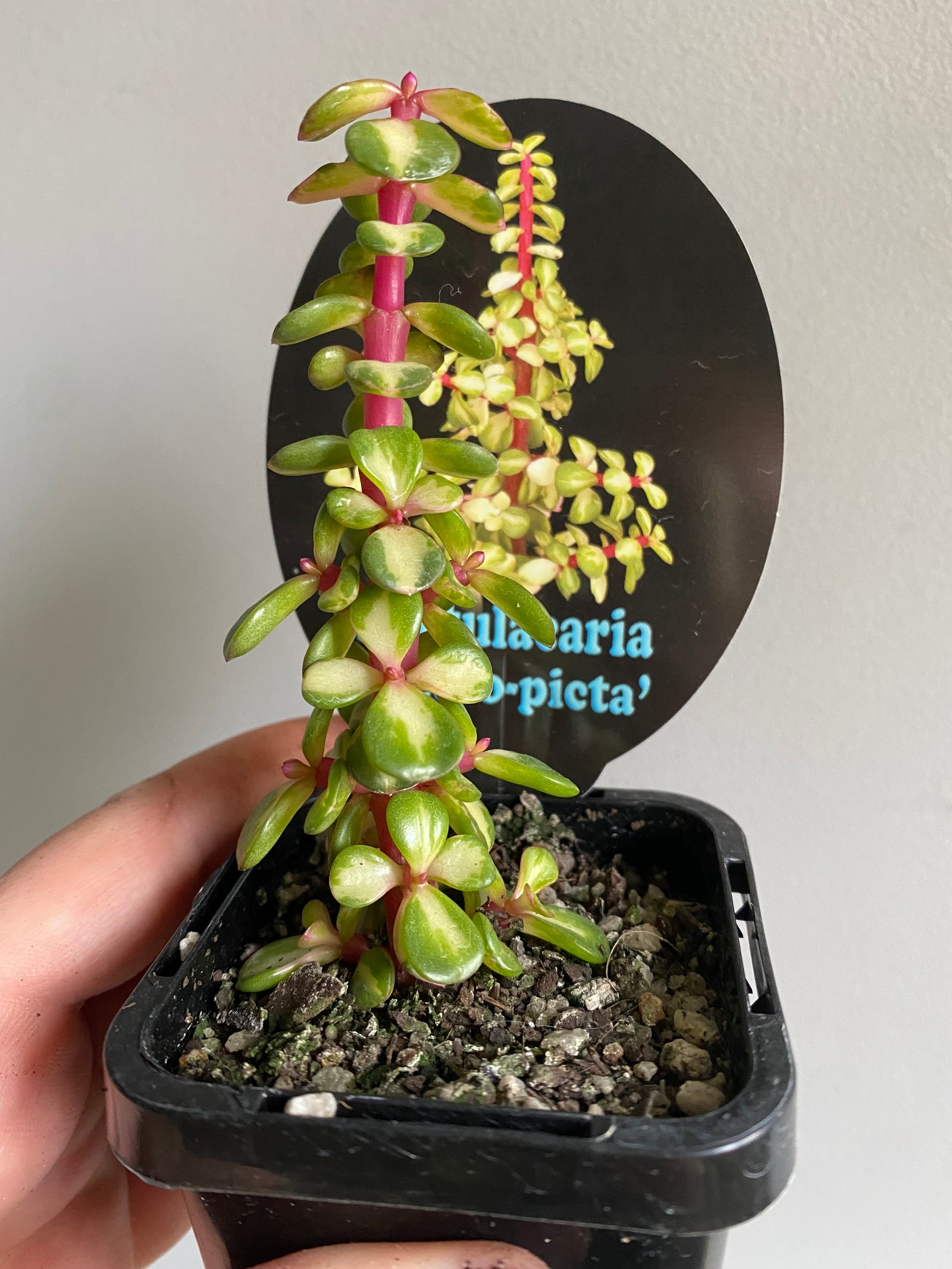 Portularcaria afra 'Medio Picta'