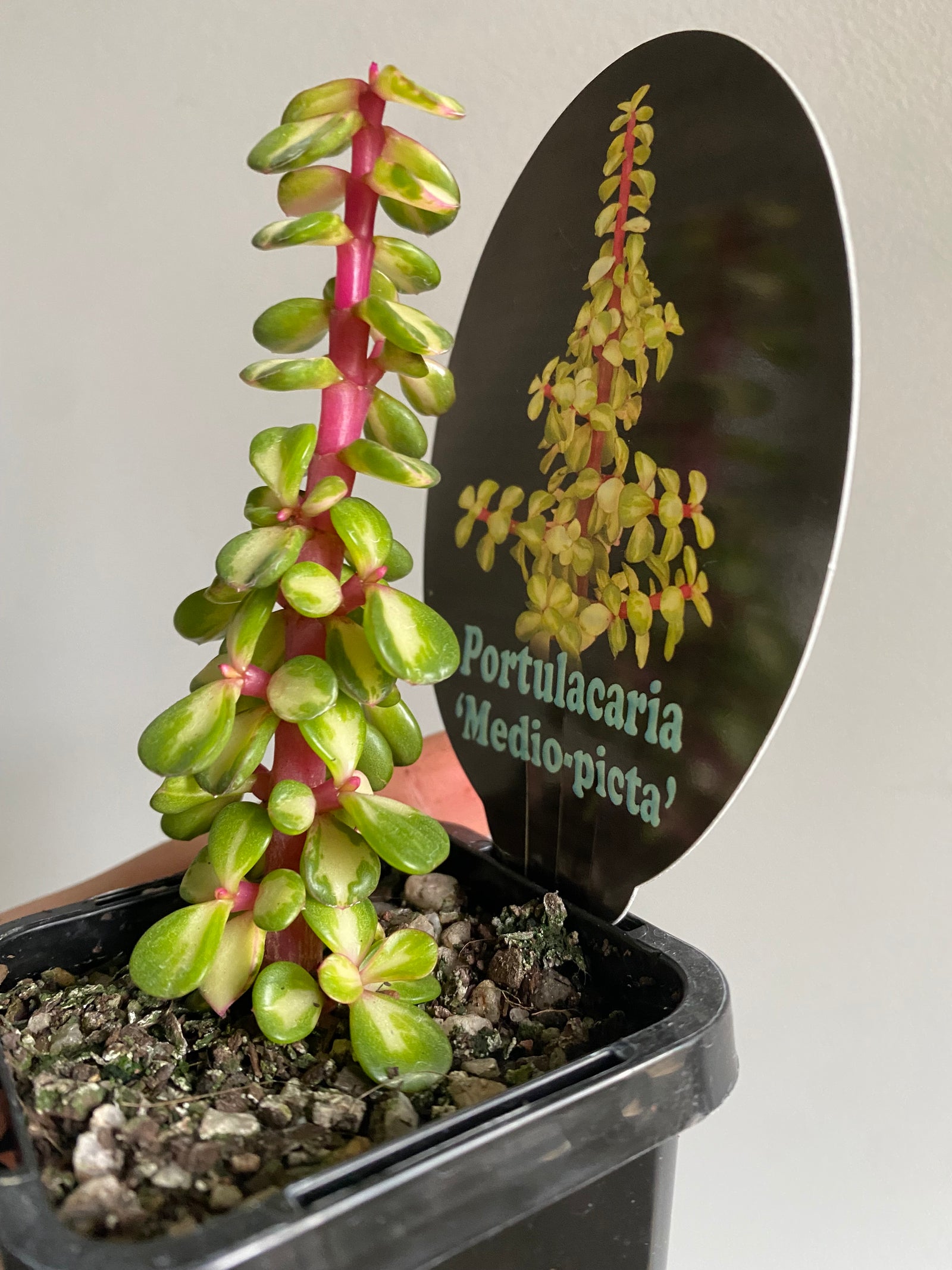 Portularcaria afra 'Medio Picta'