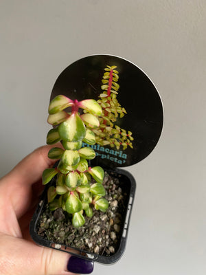 Portularcaria afra 'Medio Picta'
