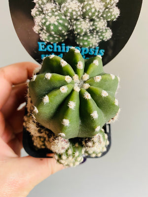 Echinopsis subdenudata 'compacta’