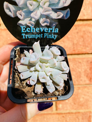 Echeveria Trumpet Pinky 'Blue Form'