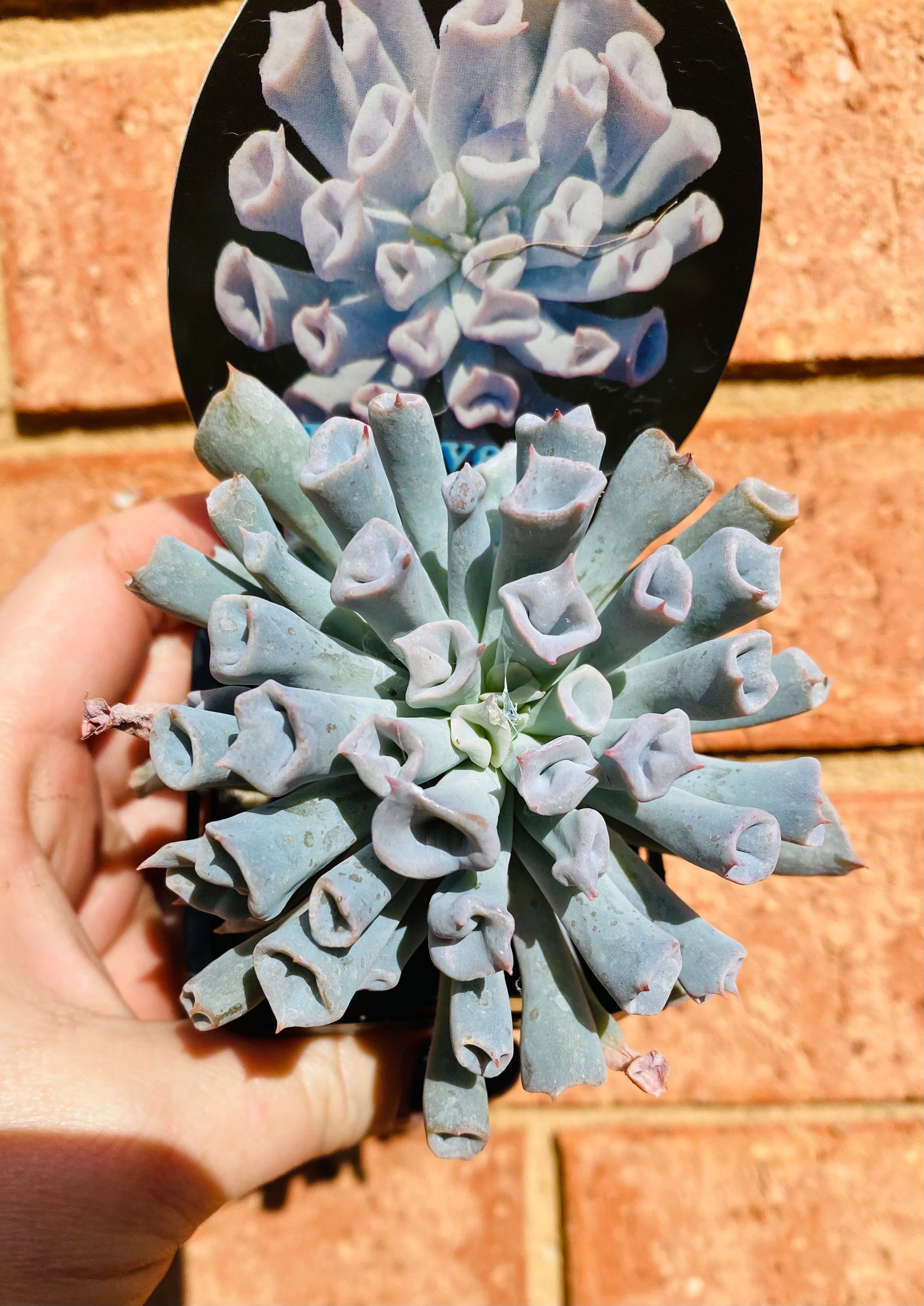 Echeveria Trumpet Pinky 'Blue Form'