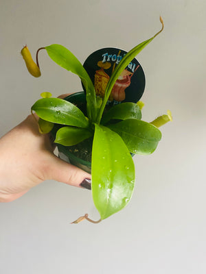 Nepenthes - Pitcher Plant (unlabelled)