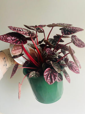 Peperomia caperata - Schumi Red