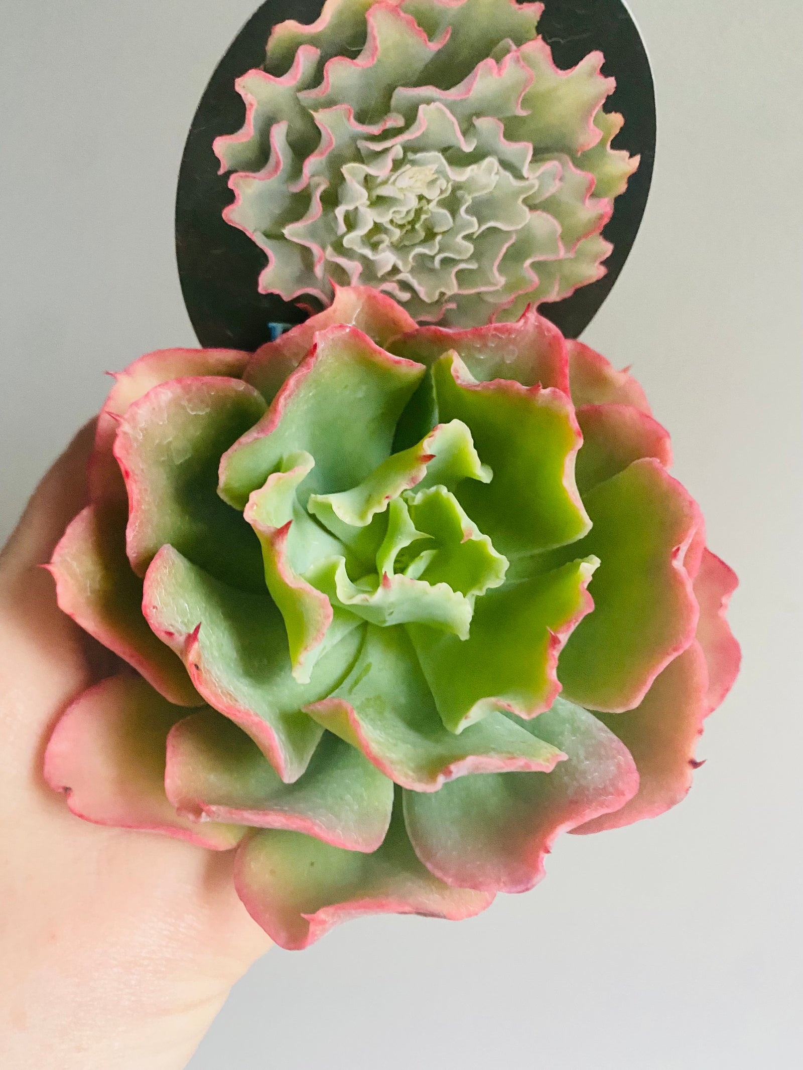 Echeveria hybrid - Curly Locks
