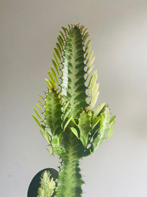 Euphorbia trigona - African Milk Tree