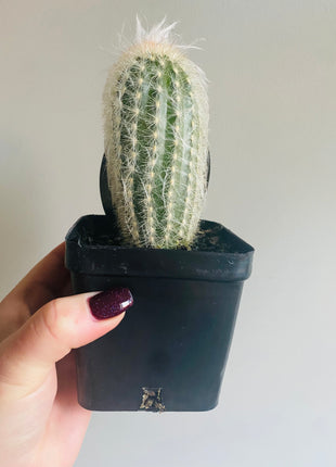 Espostoa lanata - Peruvian Old Man Cactus