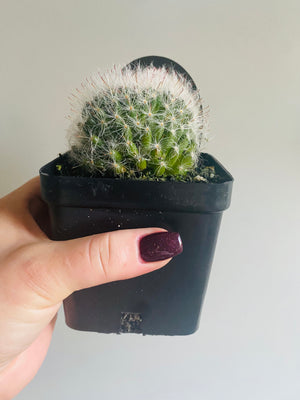 Mammillaria bocasana v roseaflora