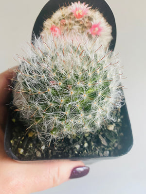 Mammillaria bocasana v roseaflora